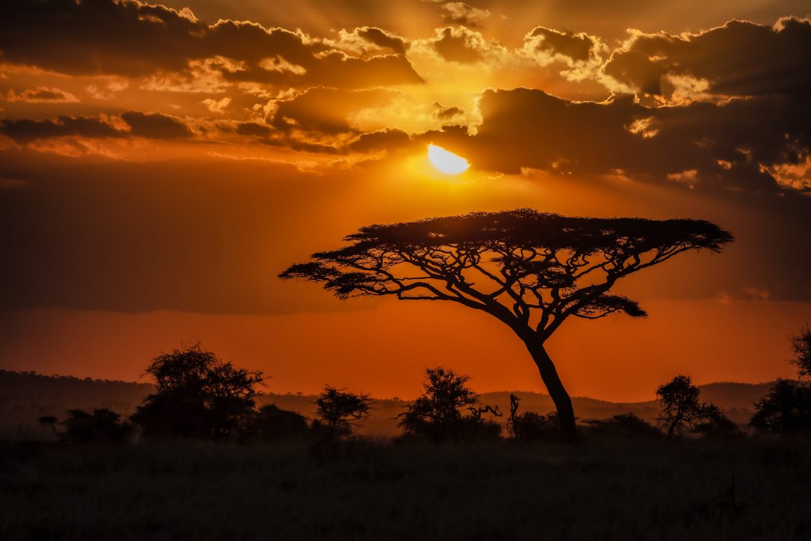 mesmerizing-view-silhouette-tree-savanna-plains-sunset-min