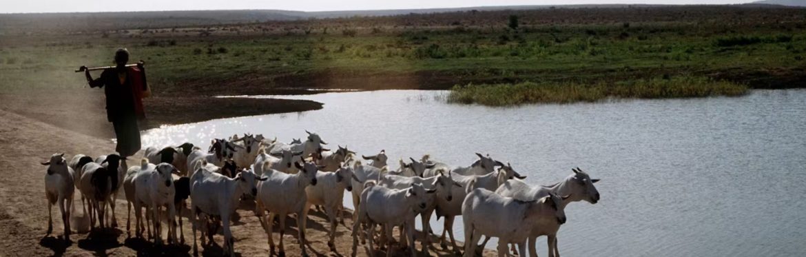 herd