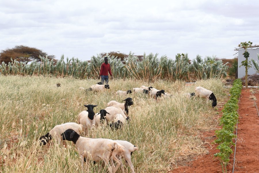 FAO Somalia 2